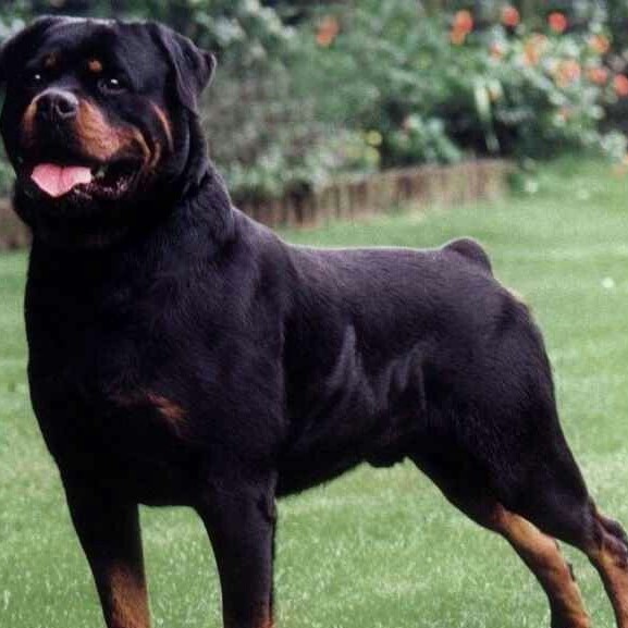 C&atilde;o Rottweiler mata menina em Rio Casca e pol&iacute;cia entra no caso &ndash; Cidade  Total