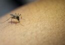 Dengue e outras doenças transmitidas pelo Aedes Aegypti: cuidados e prevenção