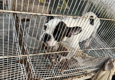 Operação resgata mais de 20 animais em situação de maus-tratos em Lajinha
