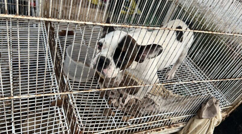 Operação resgata mais de 20 animais em situação de maus-tratos em Lajinha