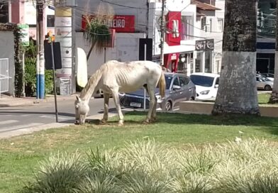 MP ajuíza ação para garantir recolhimento de cavalos soltos em Manhuaçu